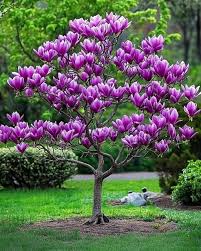 Magnolia