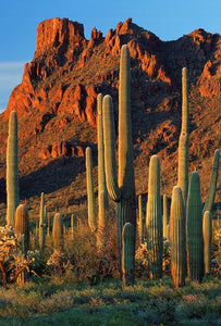 Hill cactus hill cactus cactus